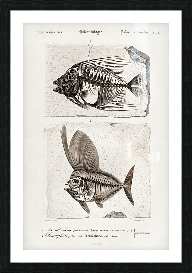 Ray-finned fish Acanthonemus and Semiophorus Picture Frame print