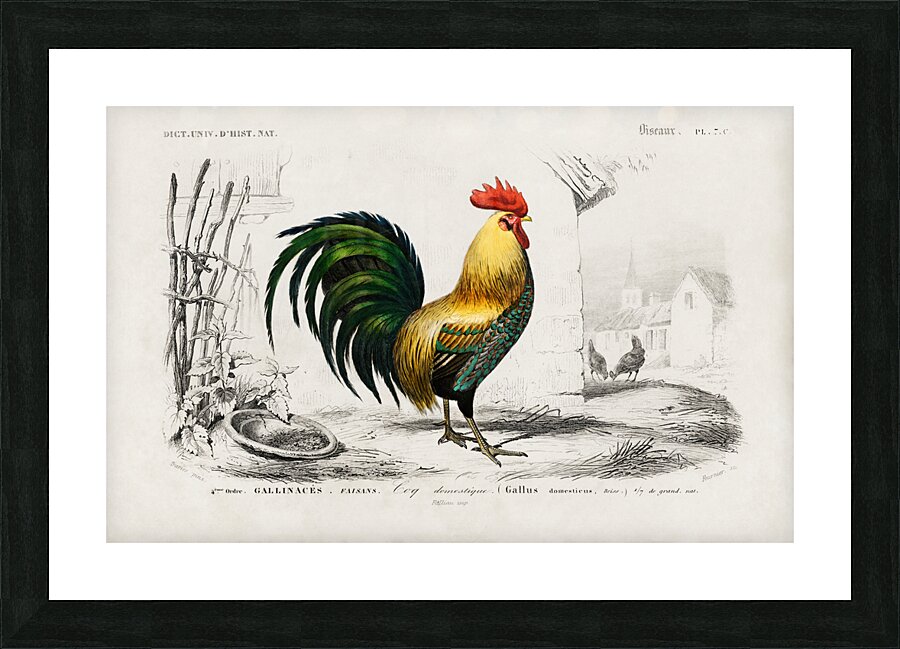 ictionnaire Universel D histoire Naturelle D Orbi 1694477606.4411 Picture Frame print