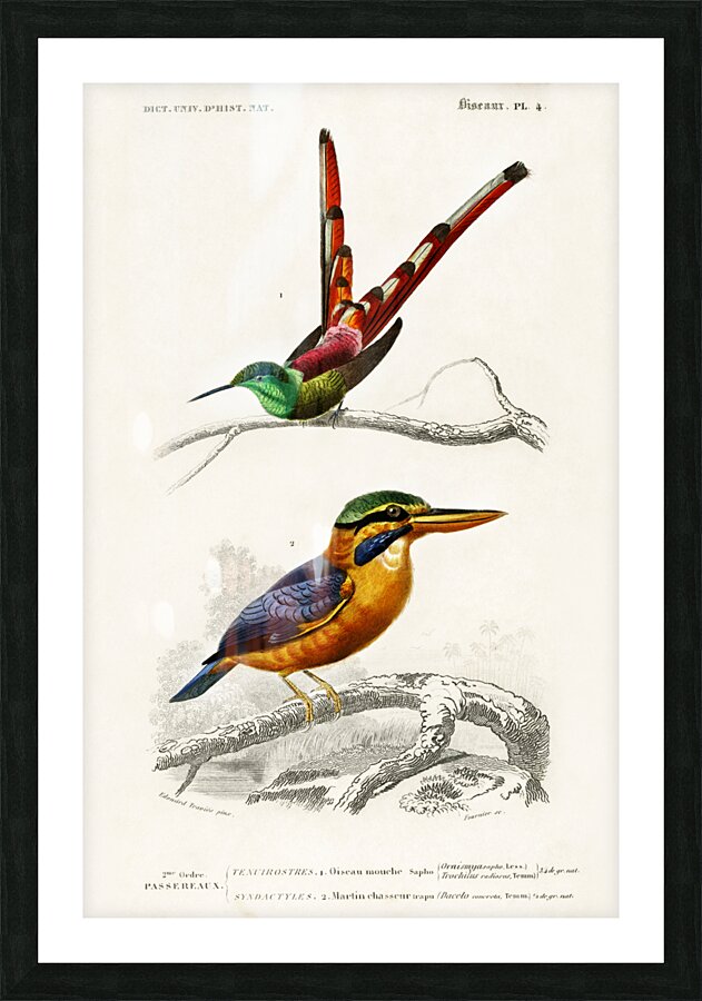 Different types of birds Picture Frame print