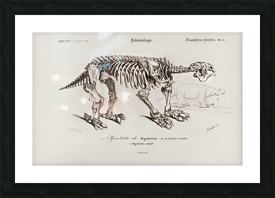 Megatherium Picture Frame print