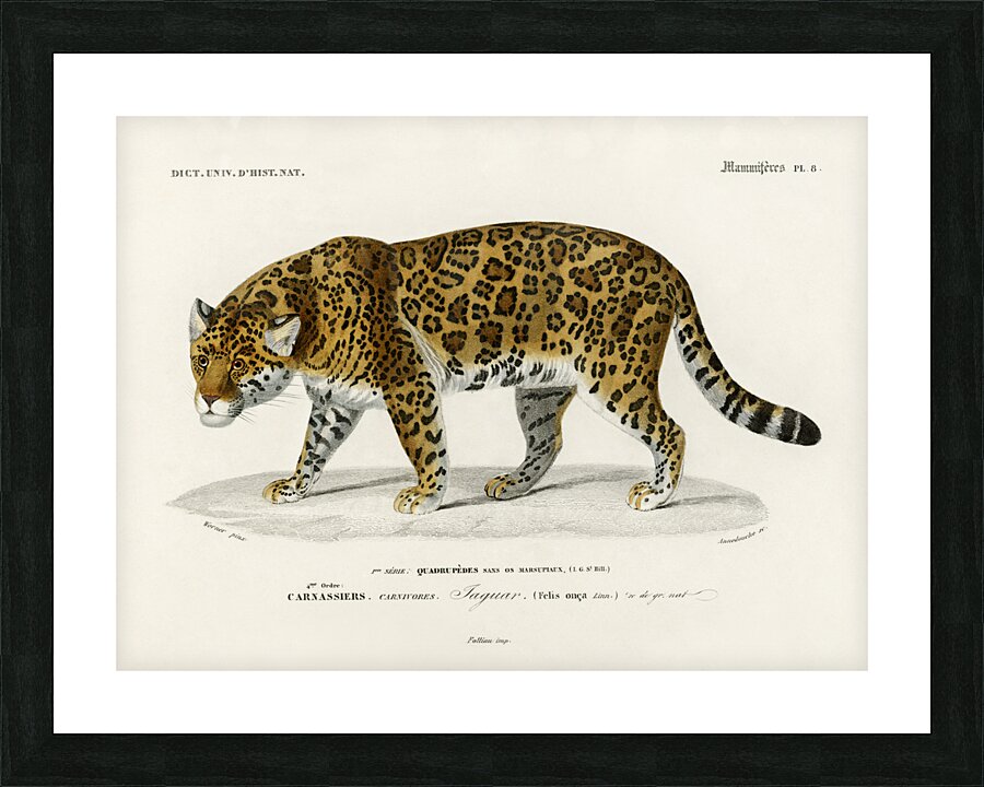 Jaguar Panthera Onca Picture Frame print