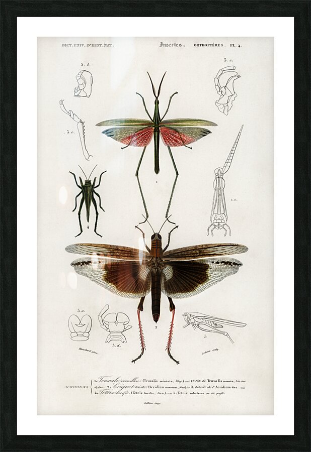 Different types of bugs Picture Frame print