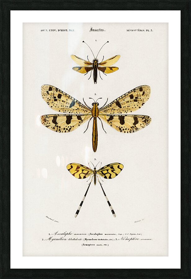 Collection of insects Picture Frame print