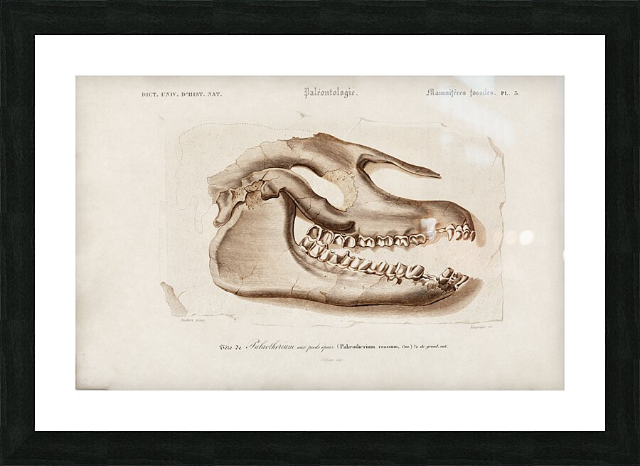 Odd-toed ungulate Palaeotherium Picture Frame print
