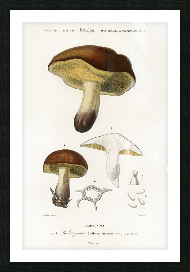 Mushroom Boletus circinans Picture Frame print