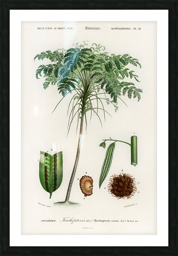 Trichipteris excelsa Picture Frame print