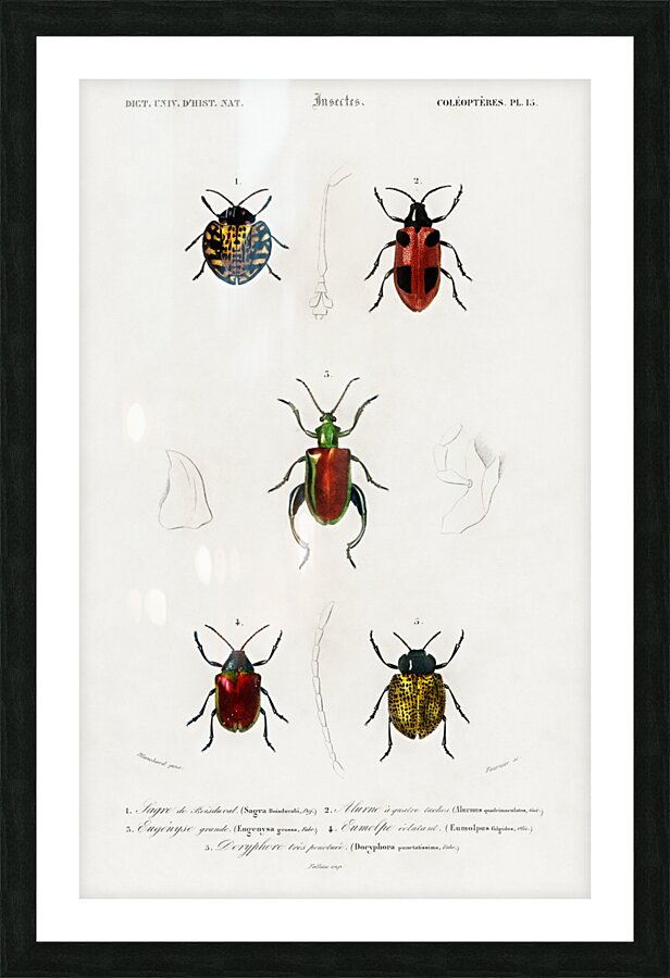 Trichipteris excelsa Picture Frame print