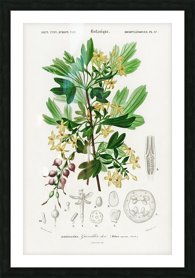 Hummingbird fuchsia Fuchsia gracilis Picture Frame print