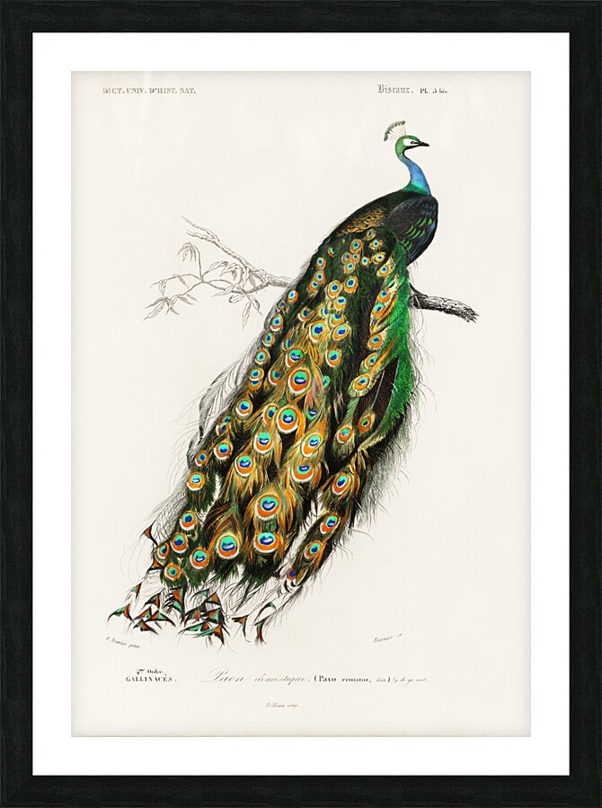 Indian peafowl bird Picture Frame print