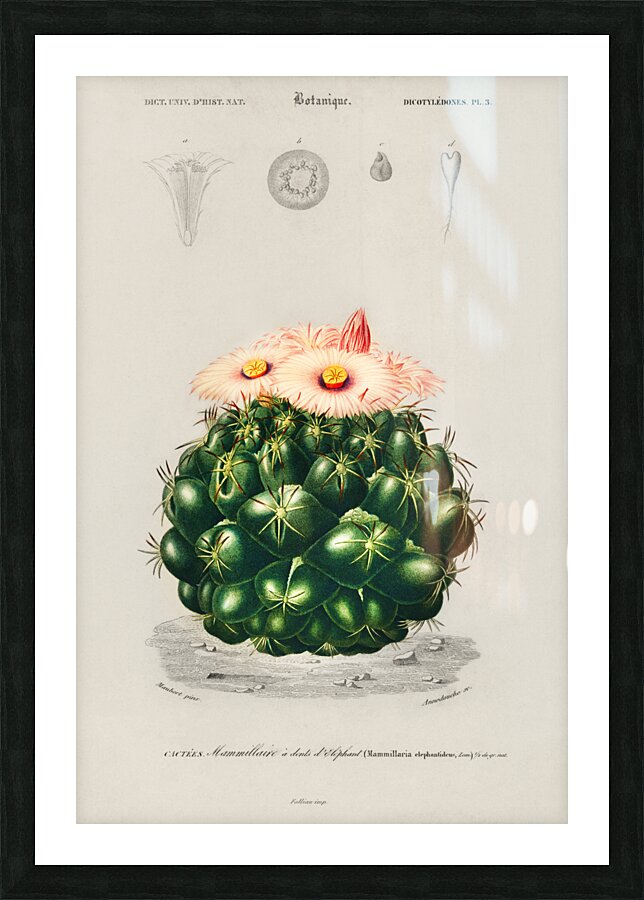 Starry Ball Mammillaria elephantidens Picture Frame print