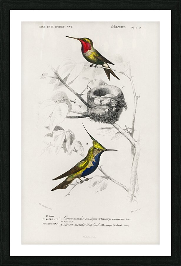 Different types of birds Picture Frame print