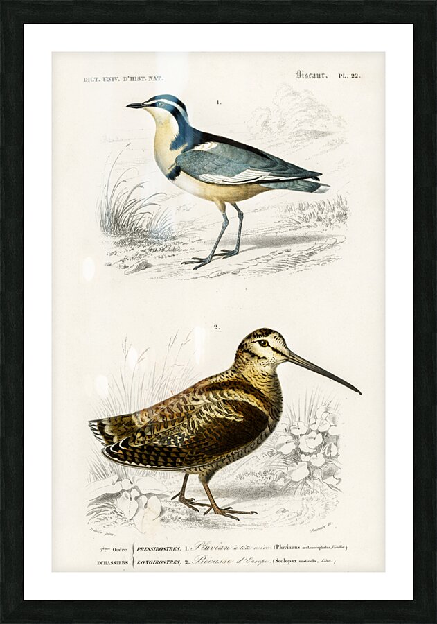 Different types of birds Picture Frame print