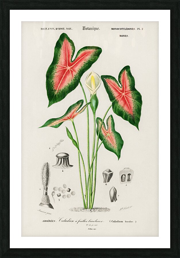 Elephant ear Caladium bicolor Picture Frame print