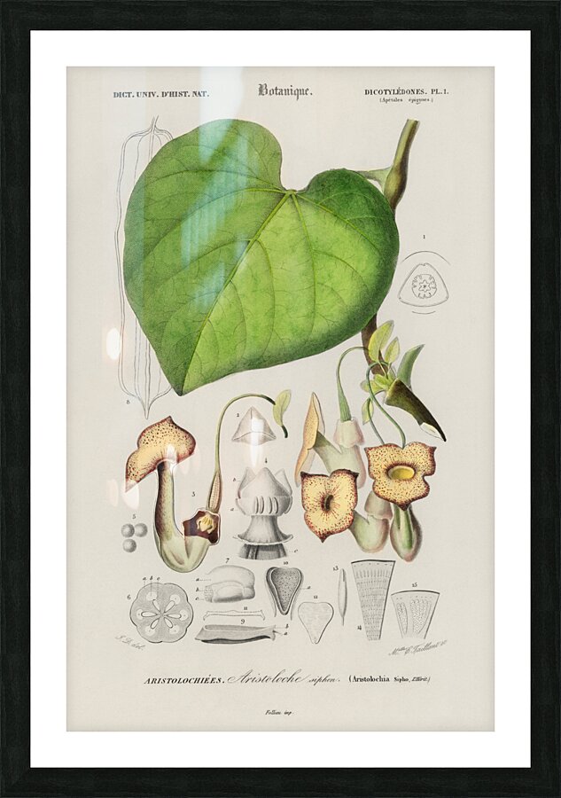 Pipevine Picture Frame print