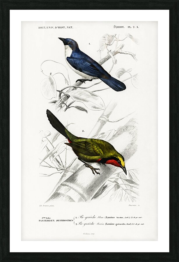 Different types of birds Picture Frame print