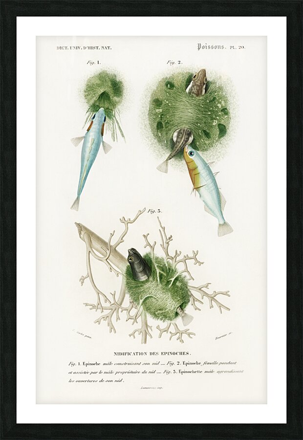 Gasterosteus Aculeatus Picture Frame print