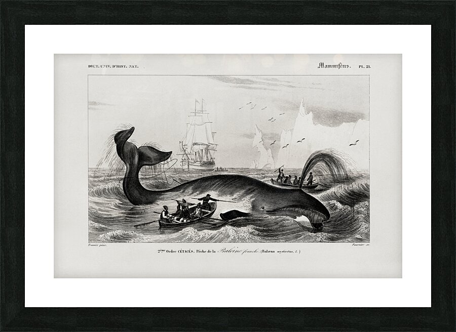 Balaena mysticetus Bowhead whale Picture Frame print