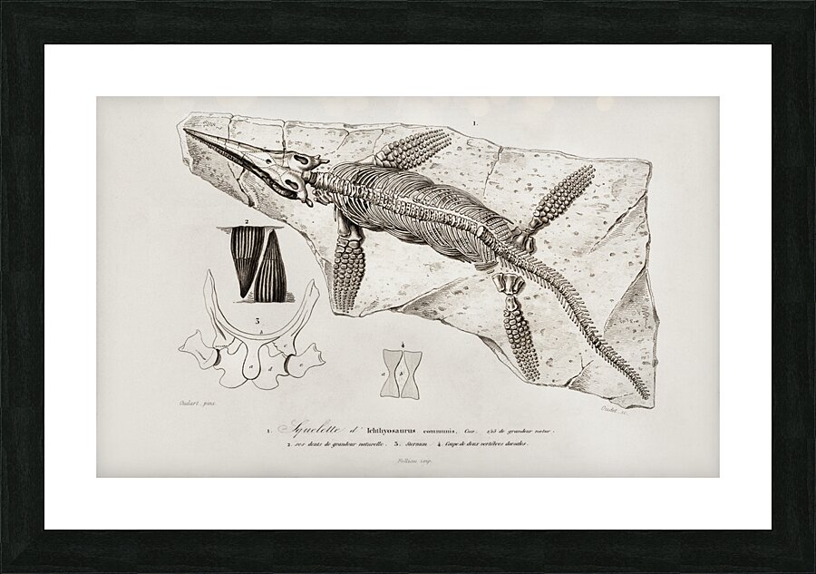 Chthyosaurus Picture Frame print