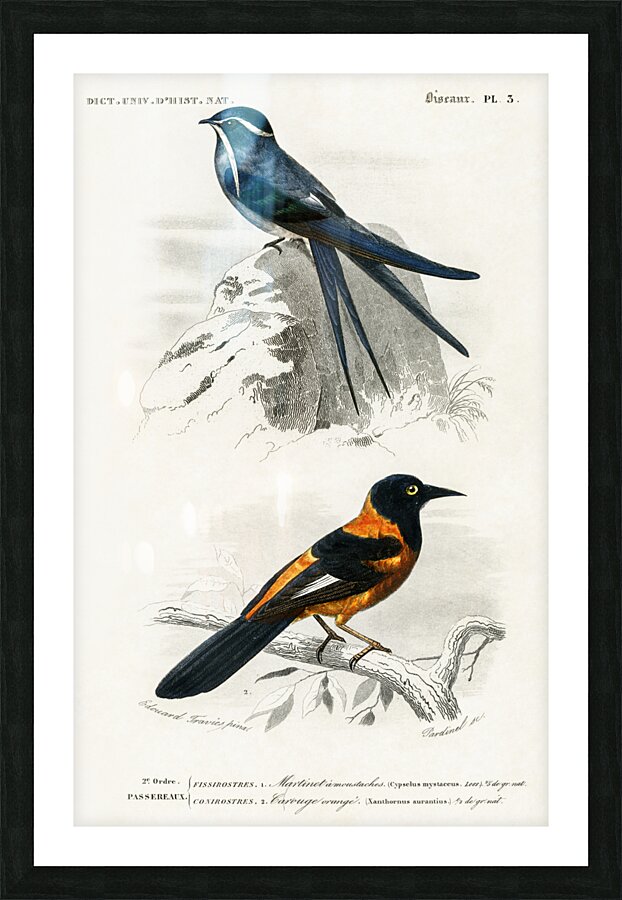 Different types of birds Picture Frame print