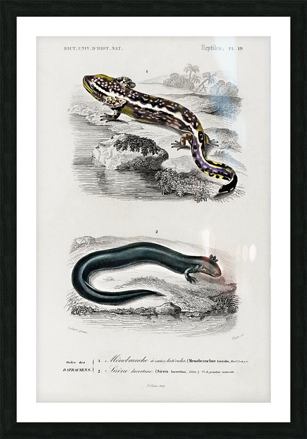 Mudpuppy Menabranchus lateralis and Greater siren Siren lacertina Picture Frame print
