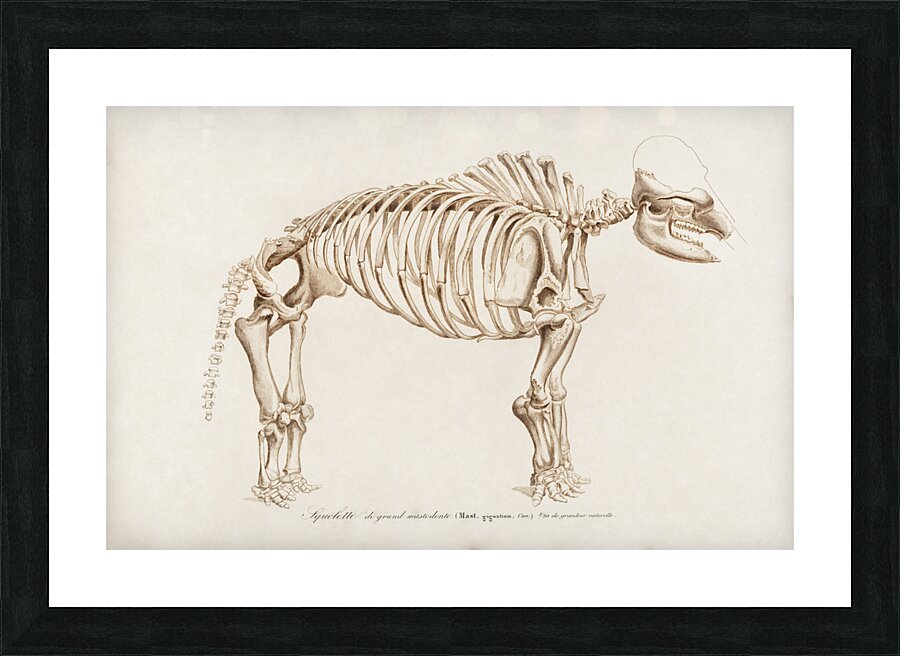 Mudpuppy Menabranchus lateralis and Greater siren Siren lacertina Picture Frame print