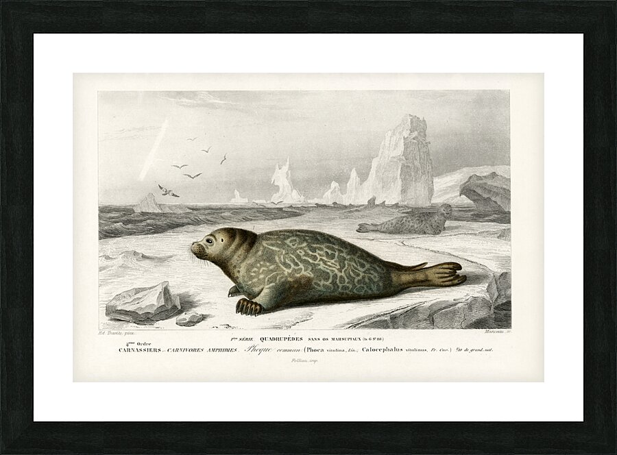 Phoca Picture Frame print