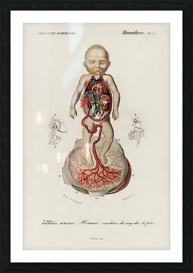 Circulation of the blood In a fetus Picture Frame print