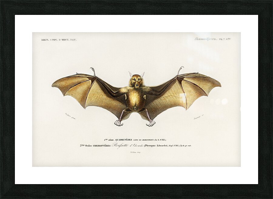 Bat Roufsette Picture Frame print