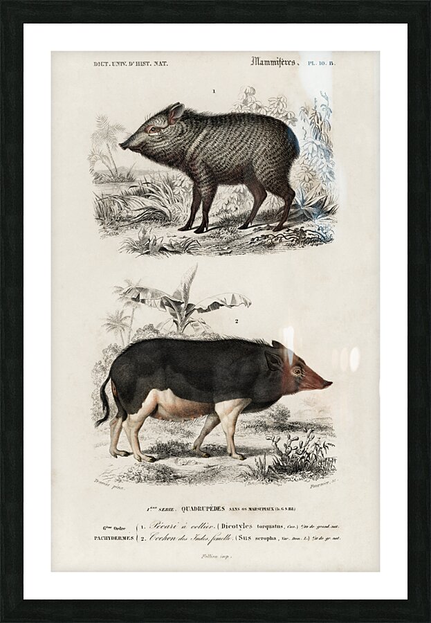Pecari and Sus scropha Picture Frame print