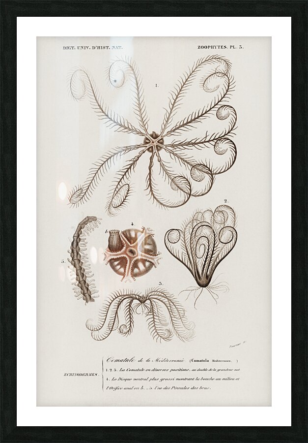 Comatula Mediterranea Picture Frame print