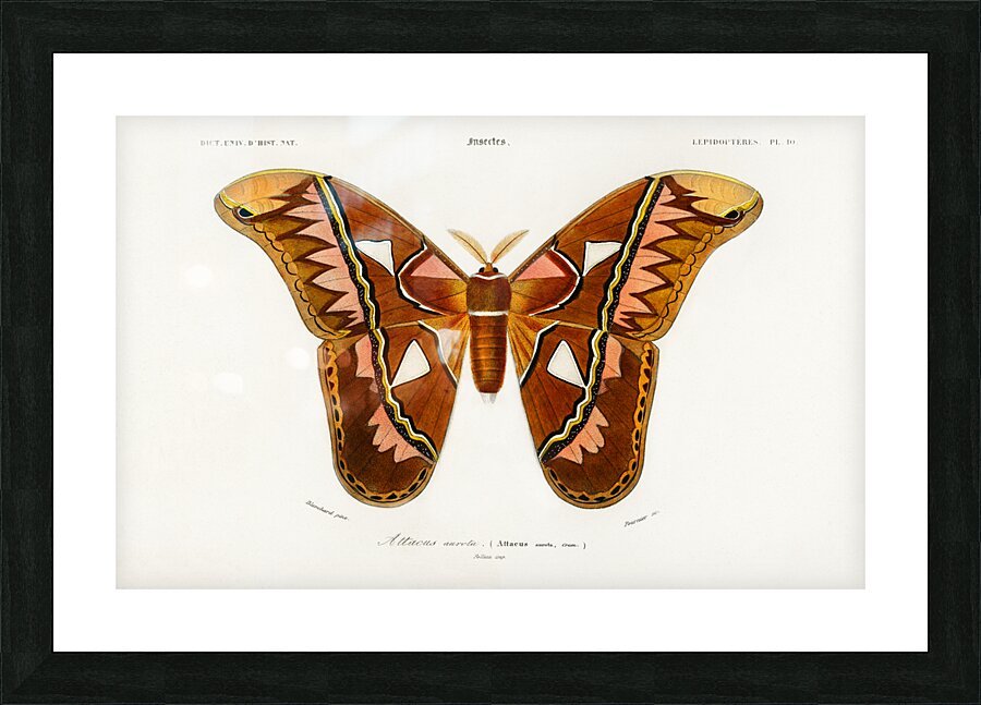 Attacus Atlas Moth Attacus Aurora Picture Frame print