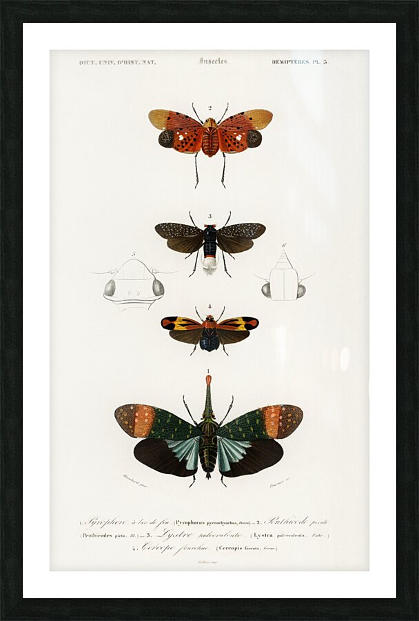 Collection of moths Impression et Cadre photo
