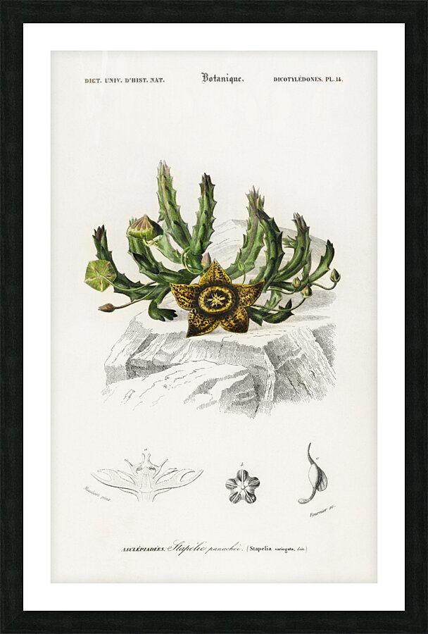 Carrion-flower Stapelia variegata Picture Frame print