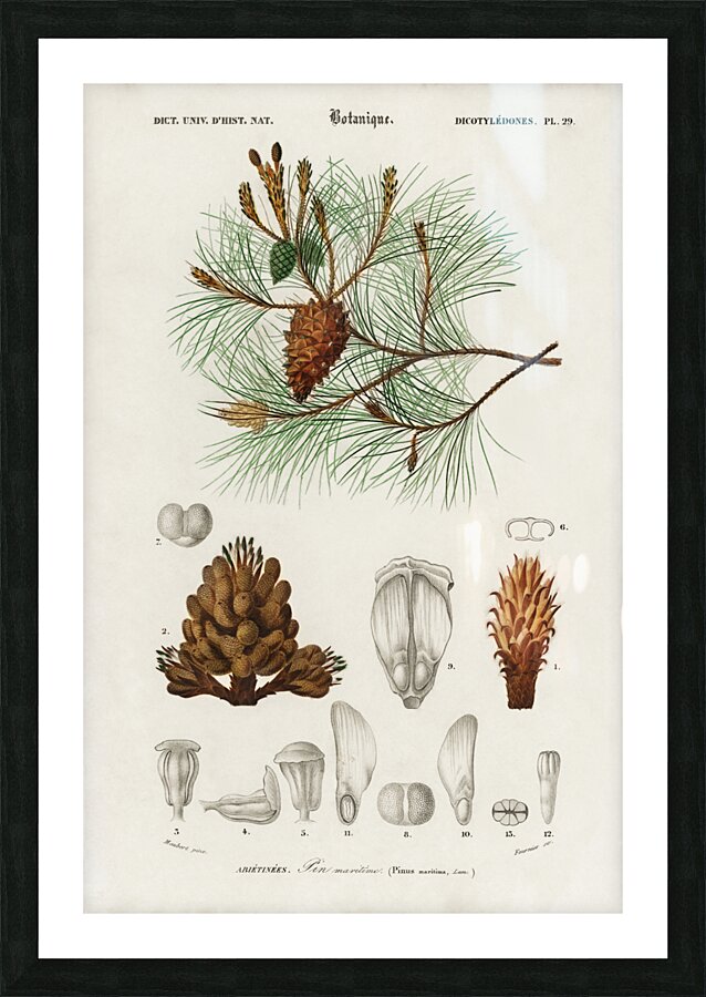 Martime pine Pinus maritima Picture Frame print