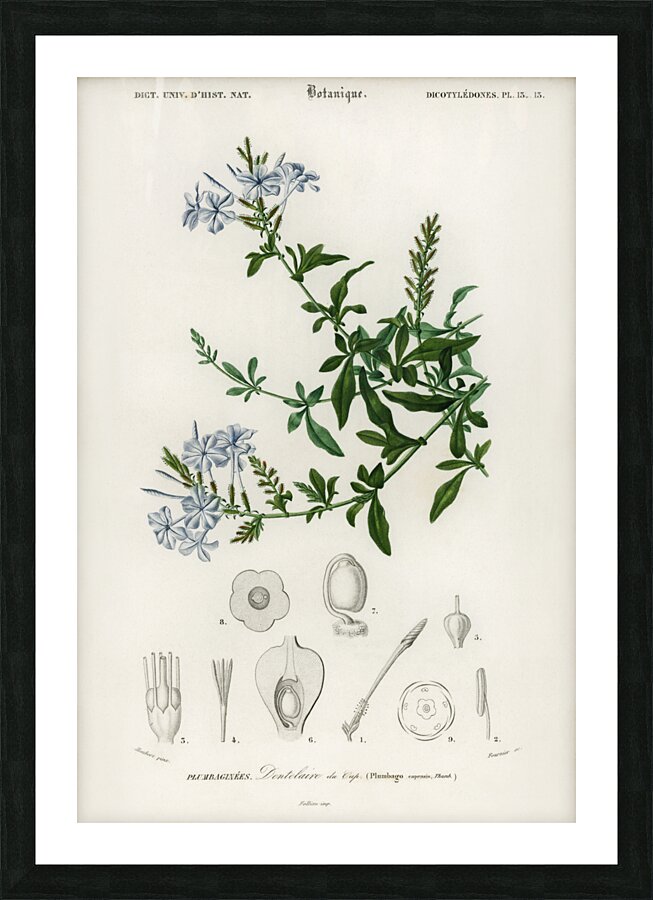 Plumbago Capensis Picture Frame print