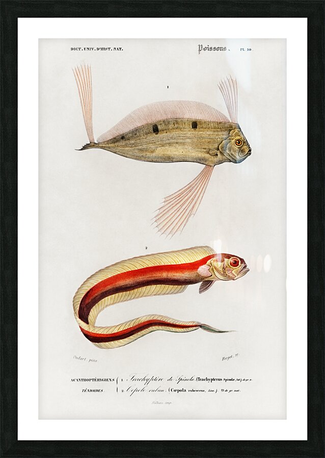 Different types of fishes Picture Frame print