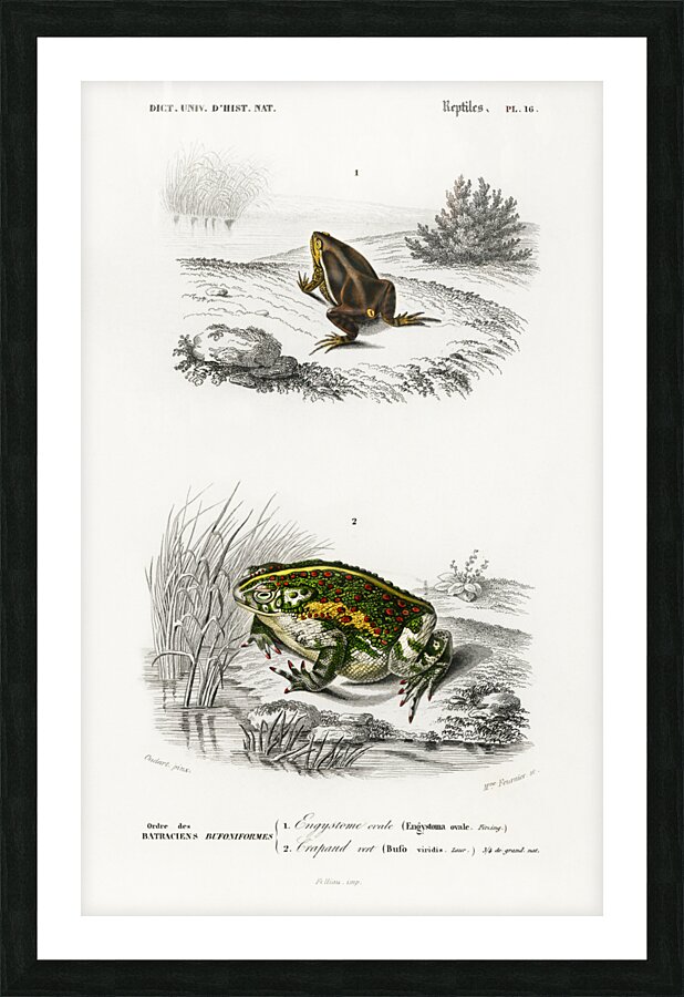 Oval frog Engystoma ovale and Green toad Bufo viridis Picture Frame print