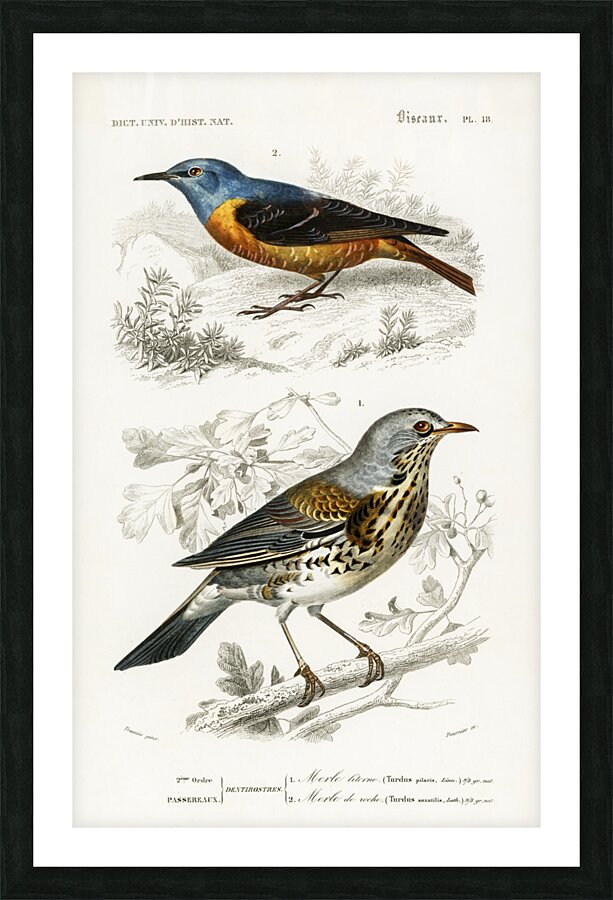 Different types of birds Picture Frame print