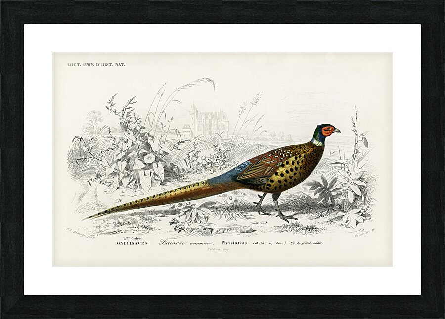 Ring-neckrd pheasant Phasianus colchicus Picture Frame print