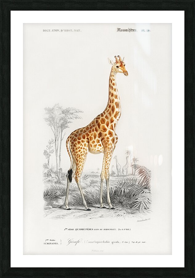 Vintage giraffe poster Picture Frame print