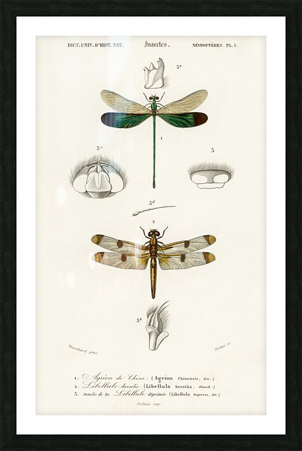 Different types of dragonflies Picture Frame print