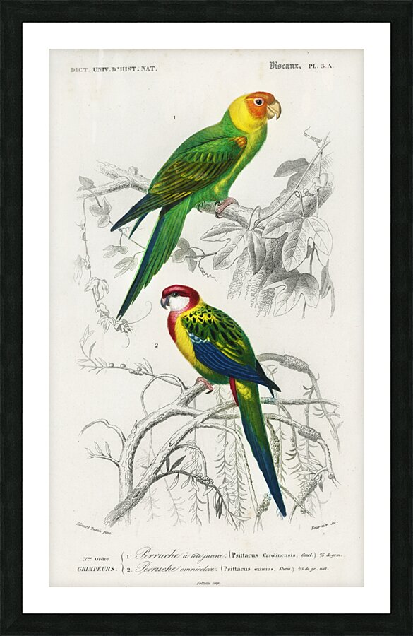 Different types of birds Picture Frame print