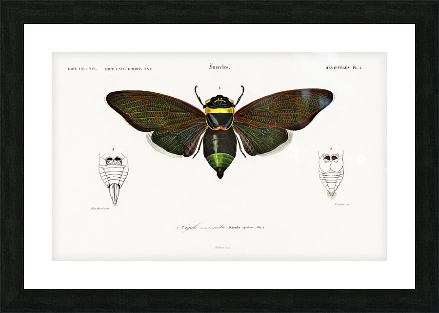 Different types of birds Picture Frame print