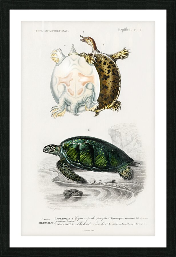 Green Sea Turtle Chelonia mydus and Spiny softshell turtle Gymnopus spiniferus Picture Frame print