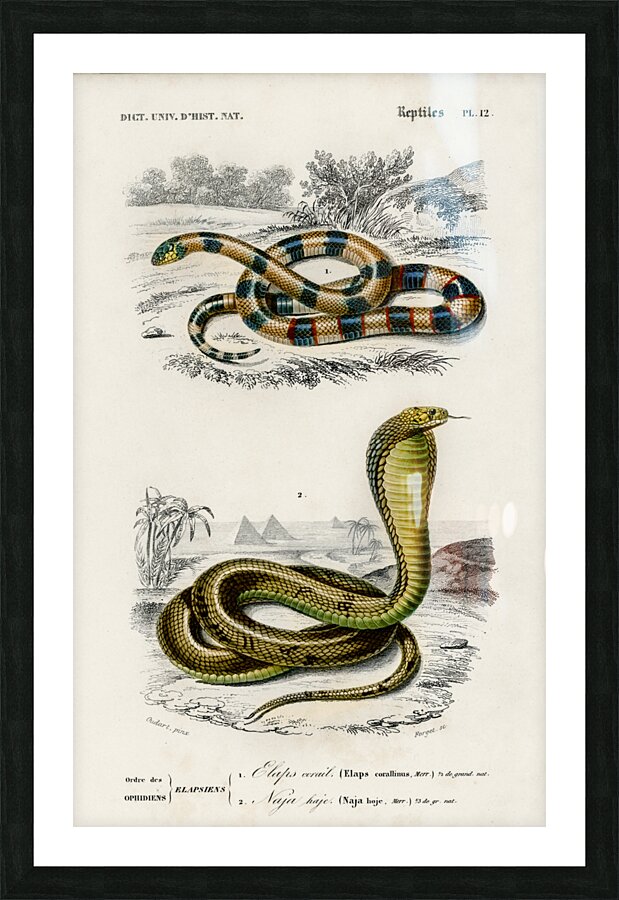 Coral Snake Elaps Corallinus and Egyptian Cobra Naja Hoje Picture Frame print