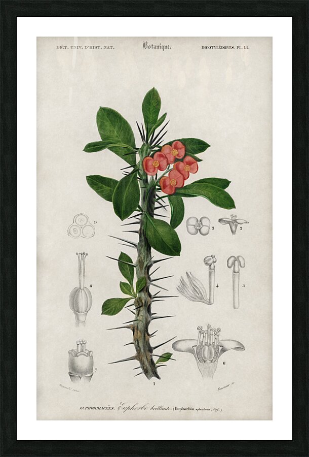 Euphorbia Splendens Picture Frame print
