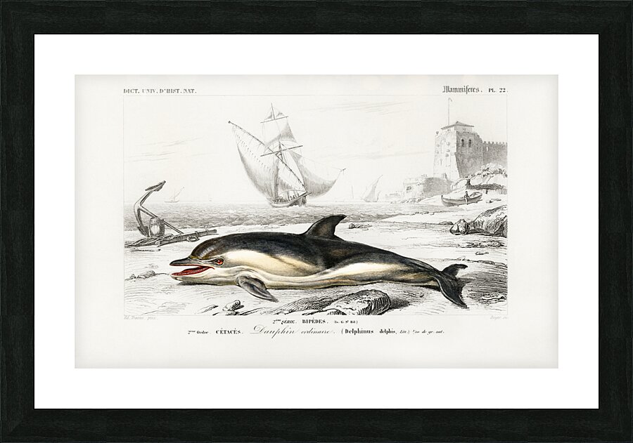 Delphinus delphis Picture Frame print
