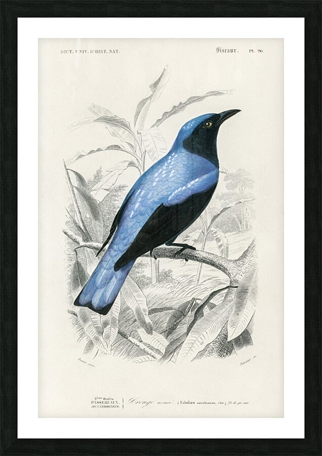 Square-tailed drongo Edoius caerulescens Picture Frame print