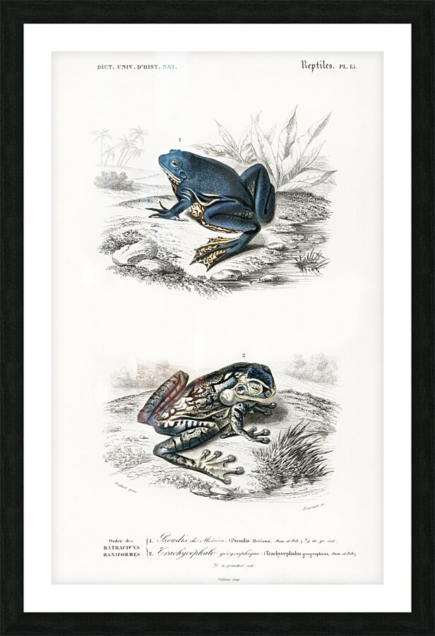 Shrinking frog Pseudis Merianae and Black-spotted casque-headed tree Trachycephalus geographieus Picture Frame print