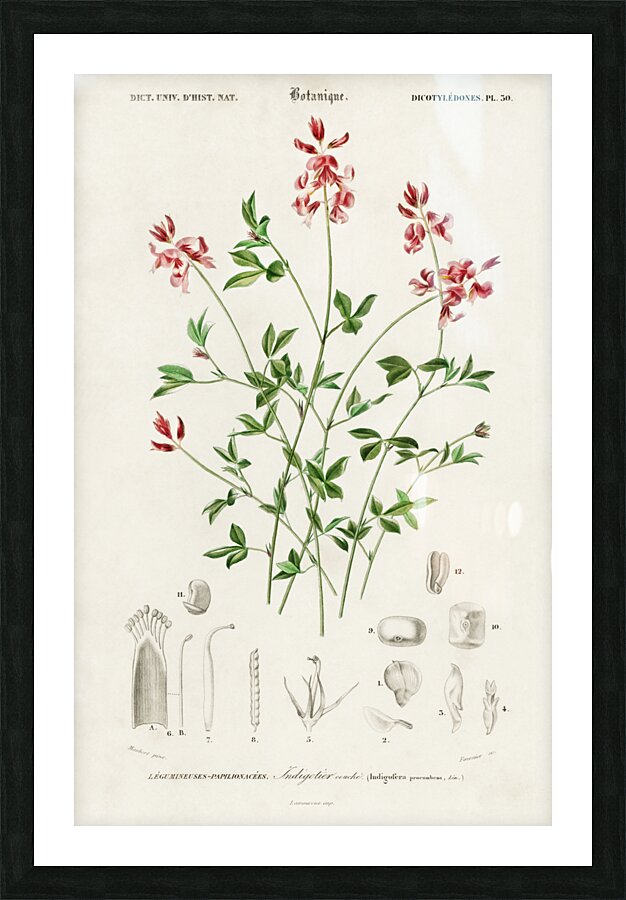 Indigofera procumbens Picture Frame print